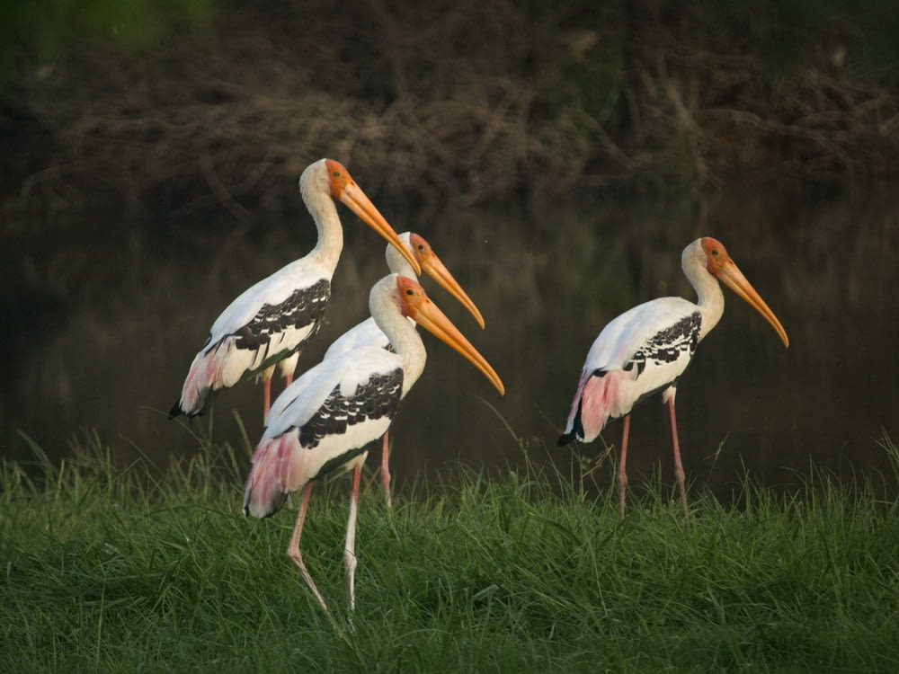three storks standing in the grass near a body of water