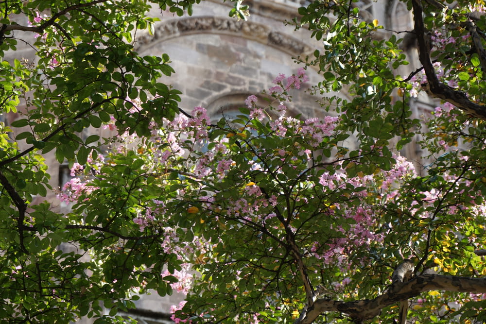 un arbre aux fleurs violettes devant un bâtiment