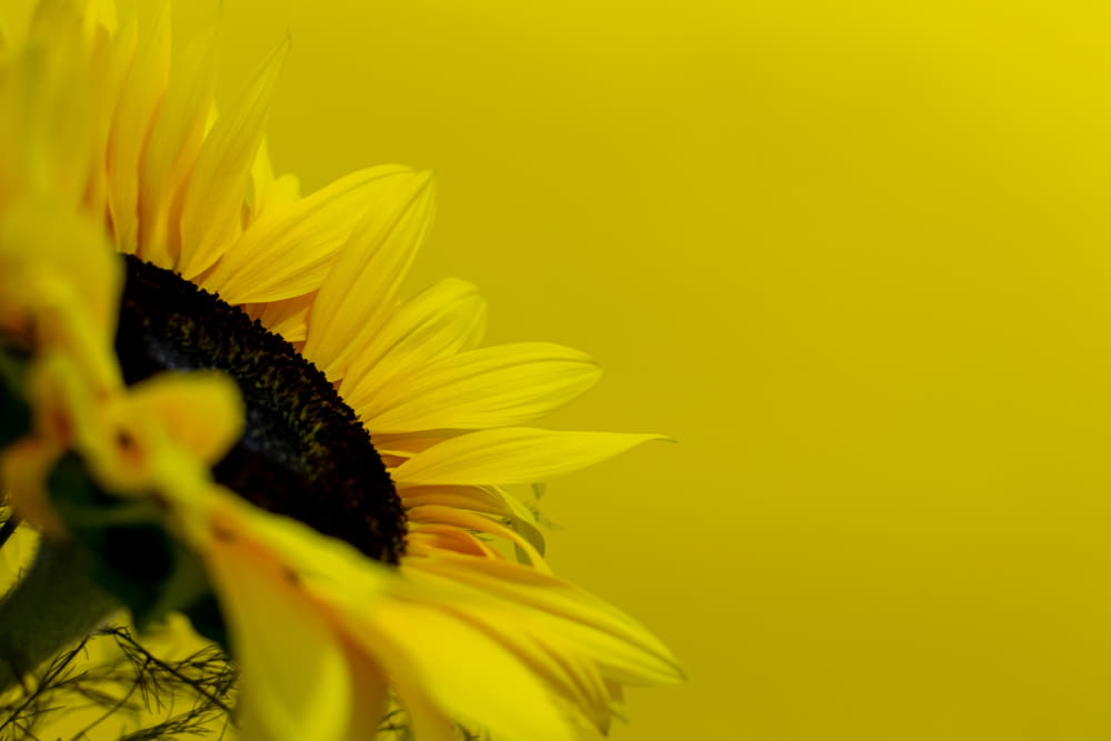 a large sunflower with a yellow background