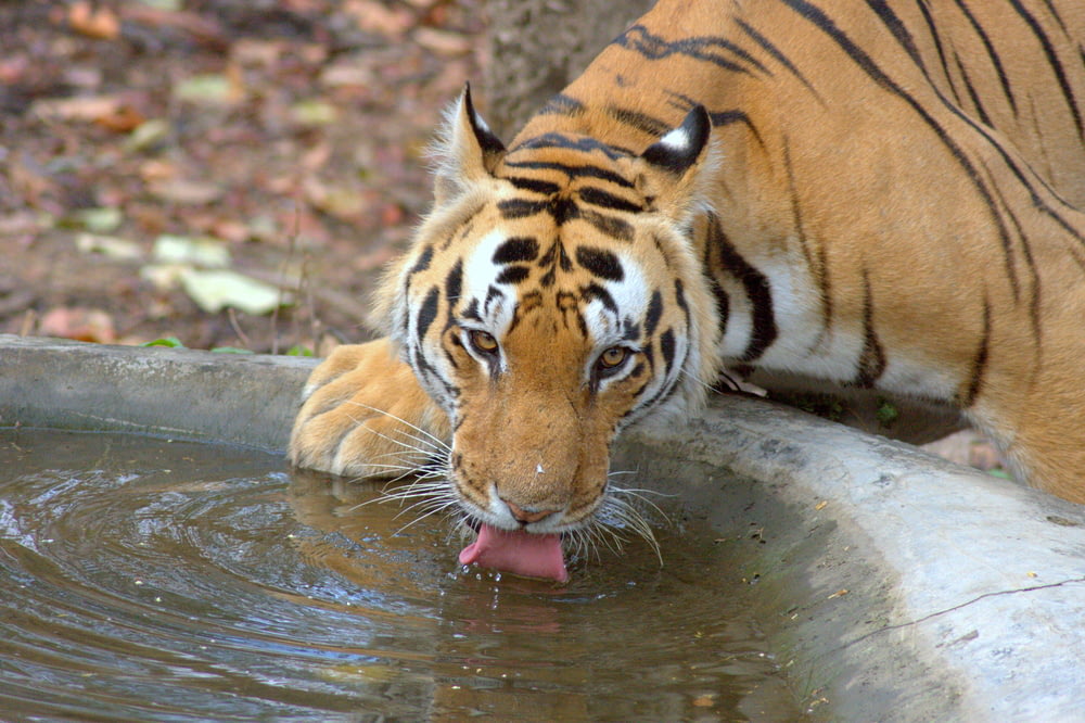 a tiger drinking water from a metal bowl