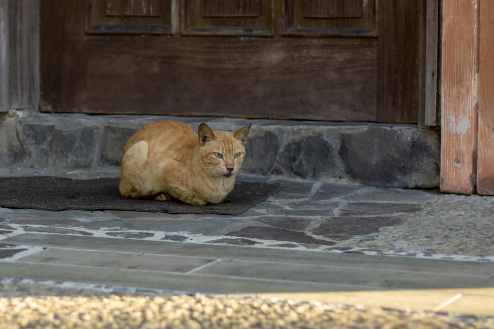 a cat sitting on the ground in front of a door