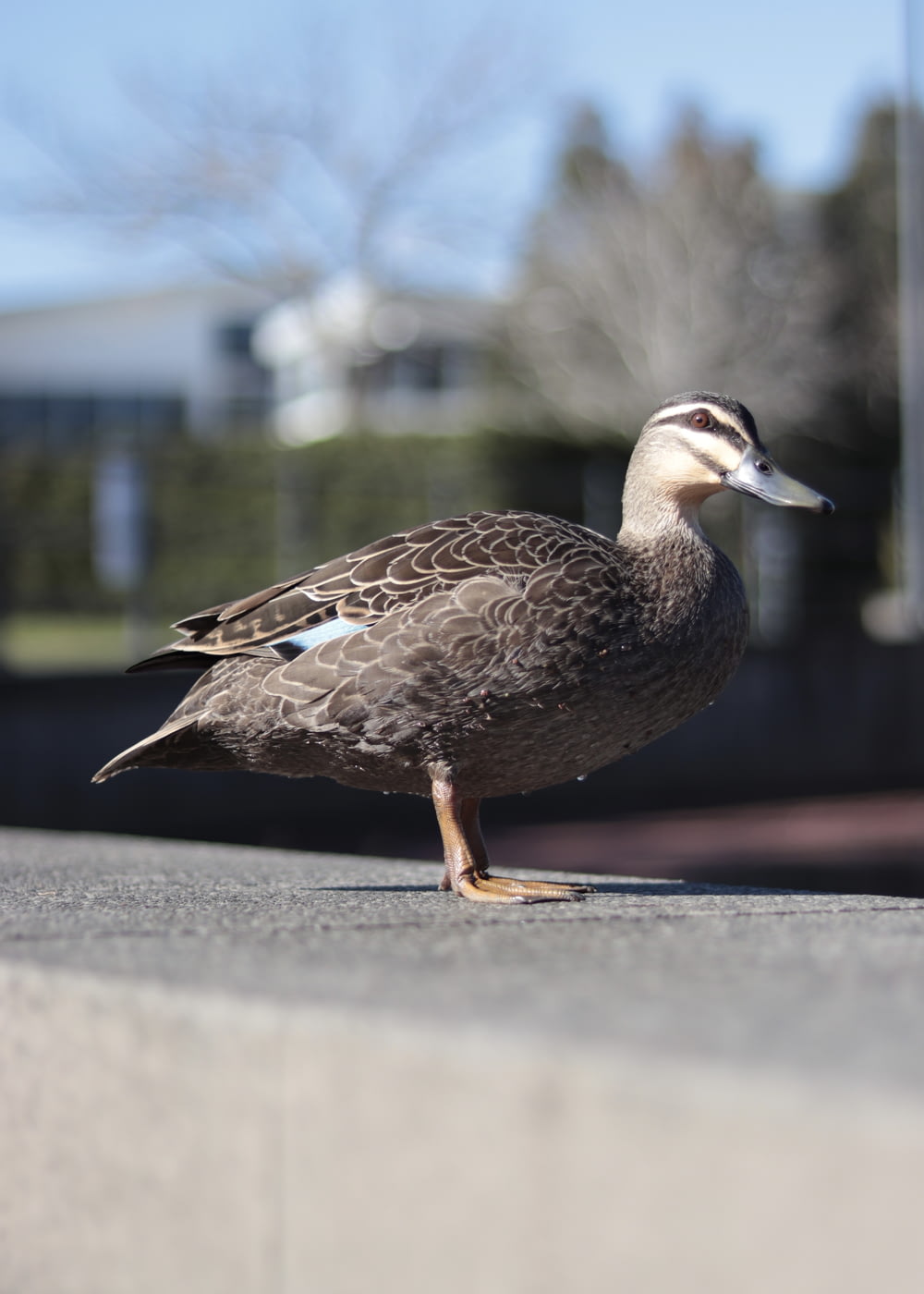 a duck that is standing on a sidewalk