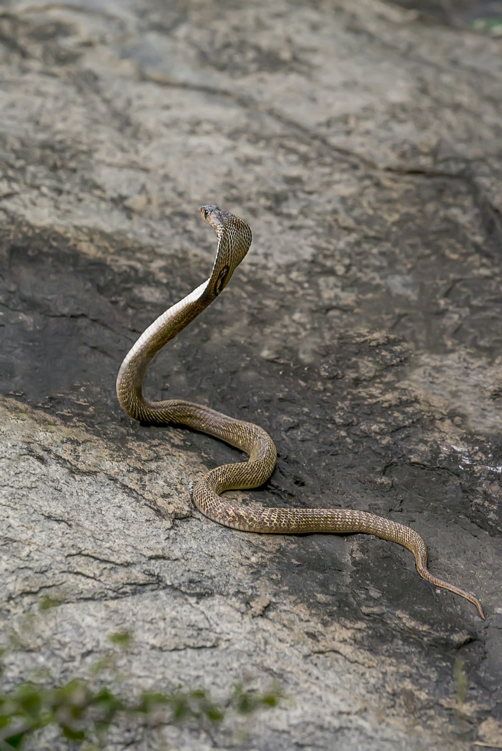 a snake is curled up on a rock