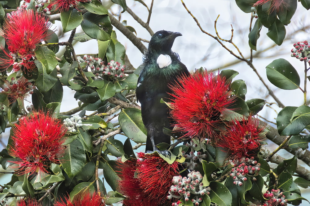 a black bird sitting on top of a tree filled with red flowers