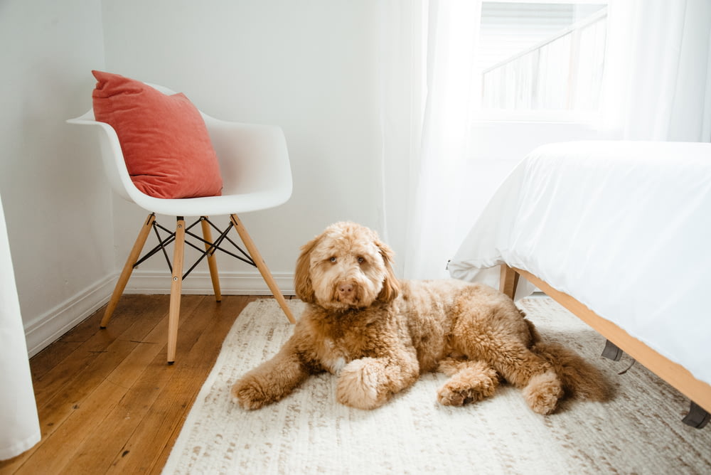 a brown dog laying on top of a white rug