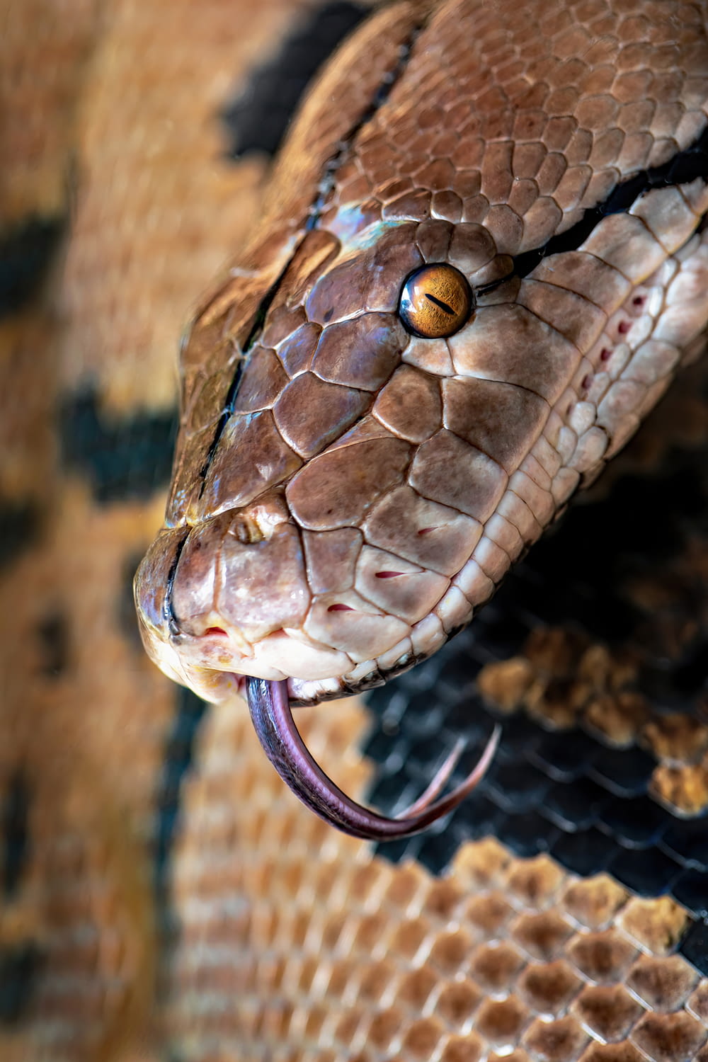 a close up of a snake on a snake skin