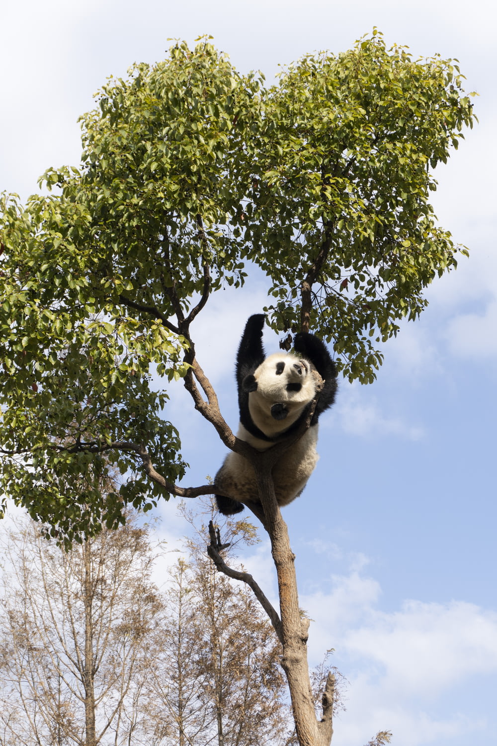 um urso panda subindo em um galho de árvore