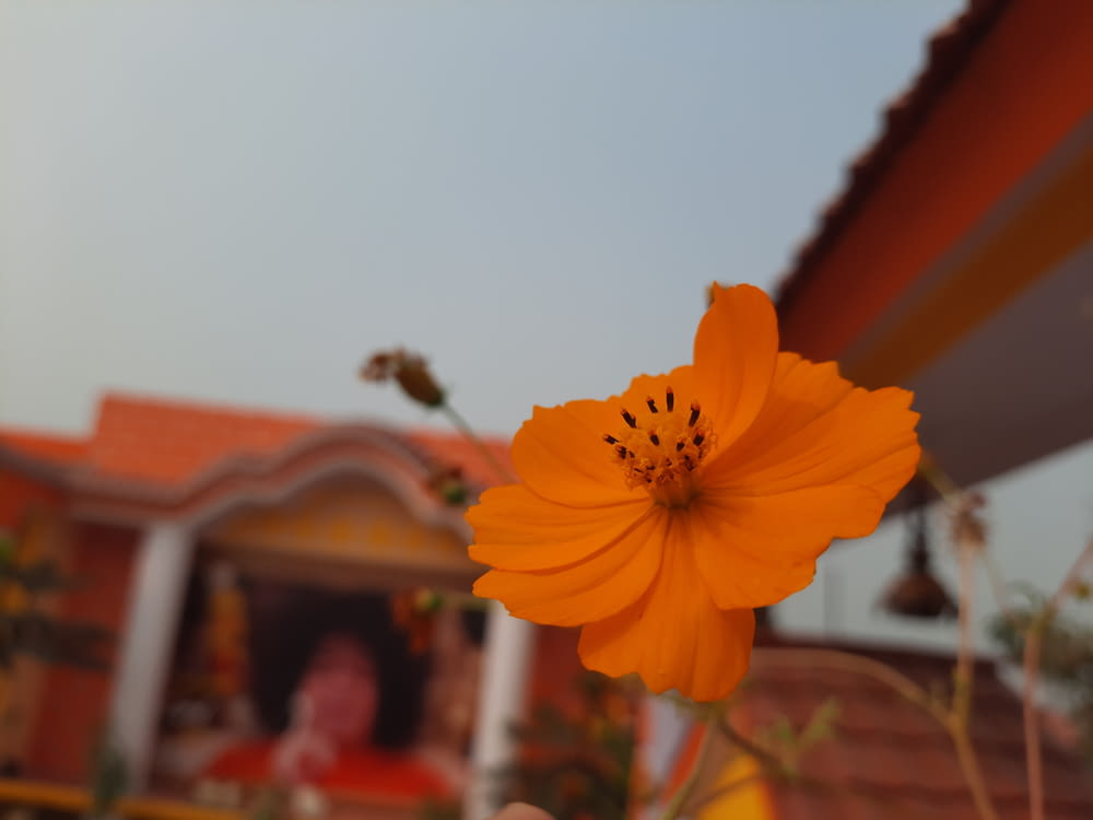 an orange flower in front of a house