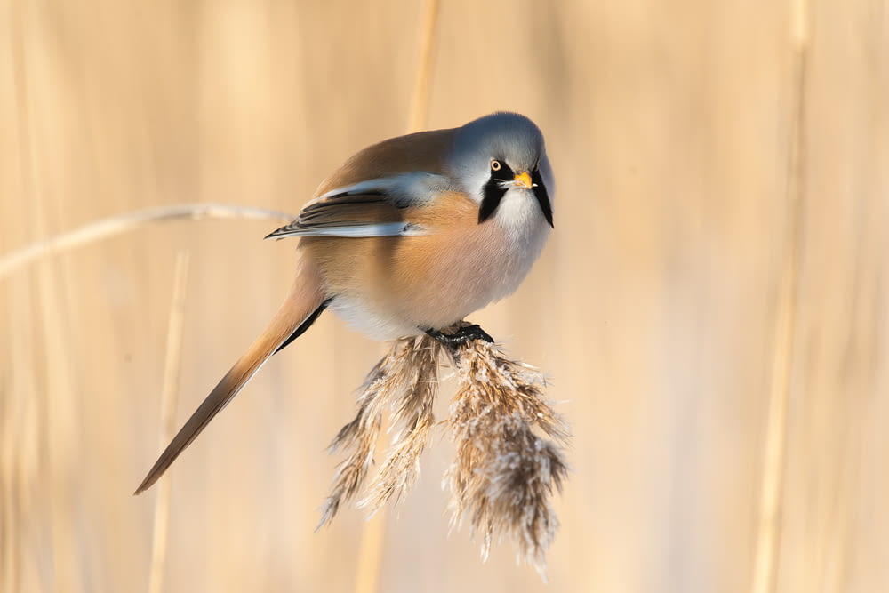 a small bird perched on top of a dry grass plant