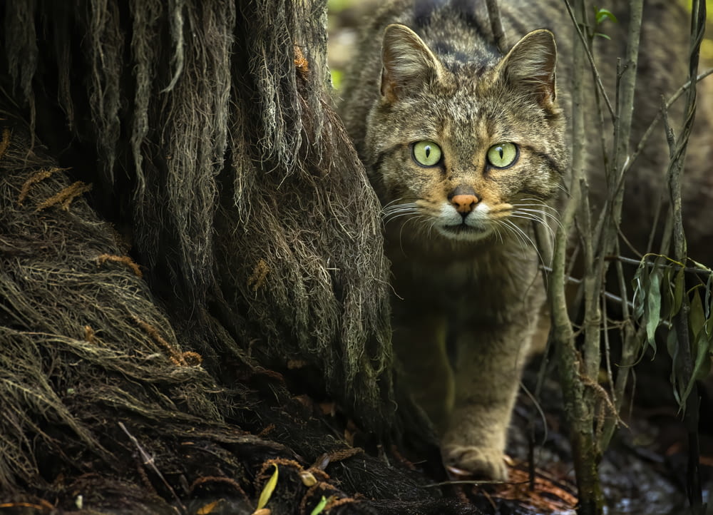 a cat with green eyes walking through a forest