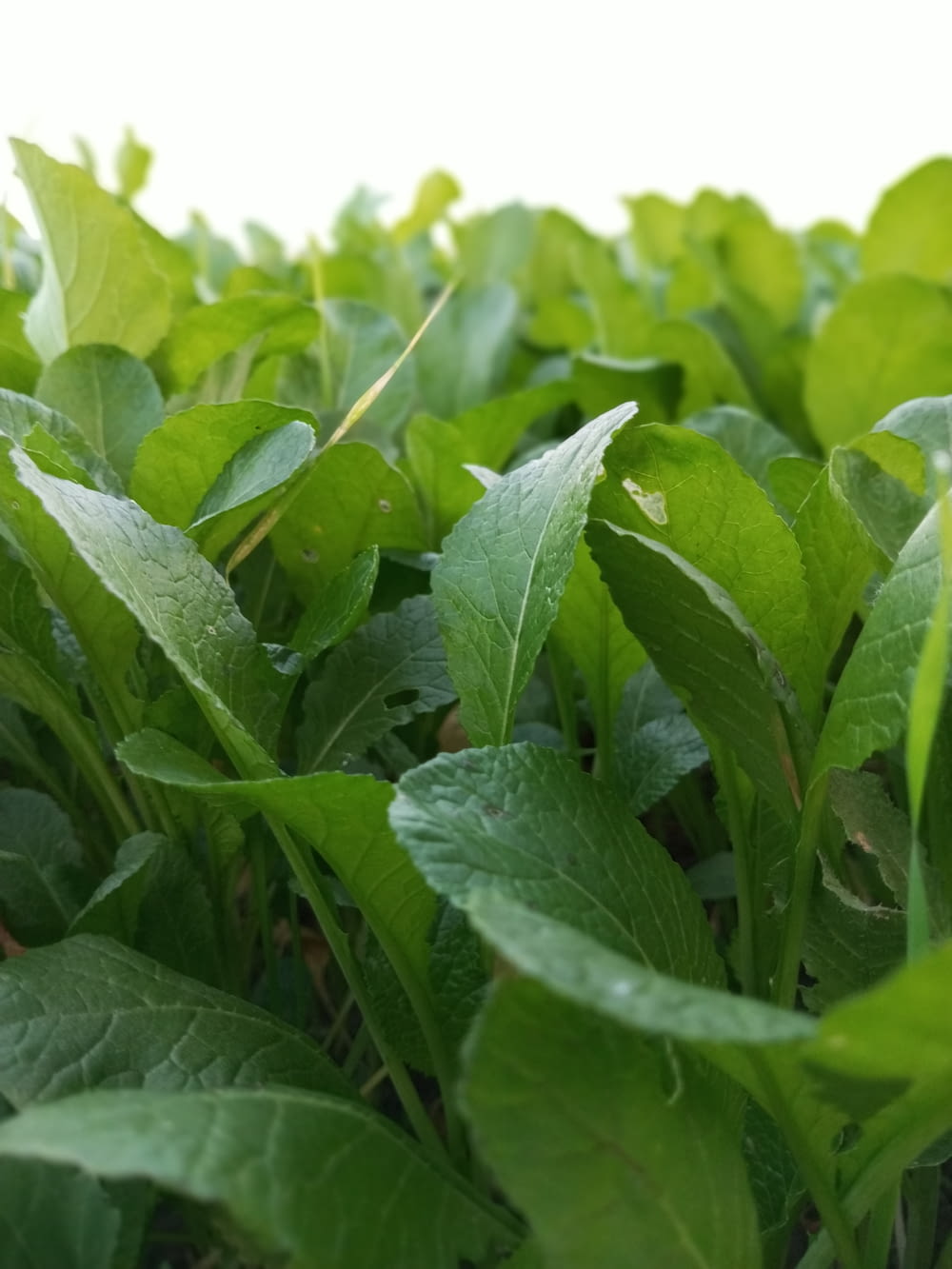 a close up of a field of green plants