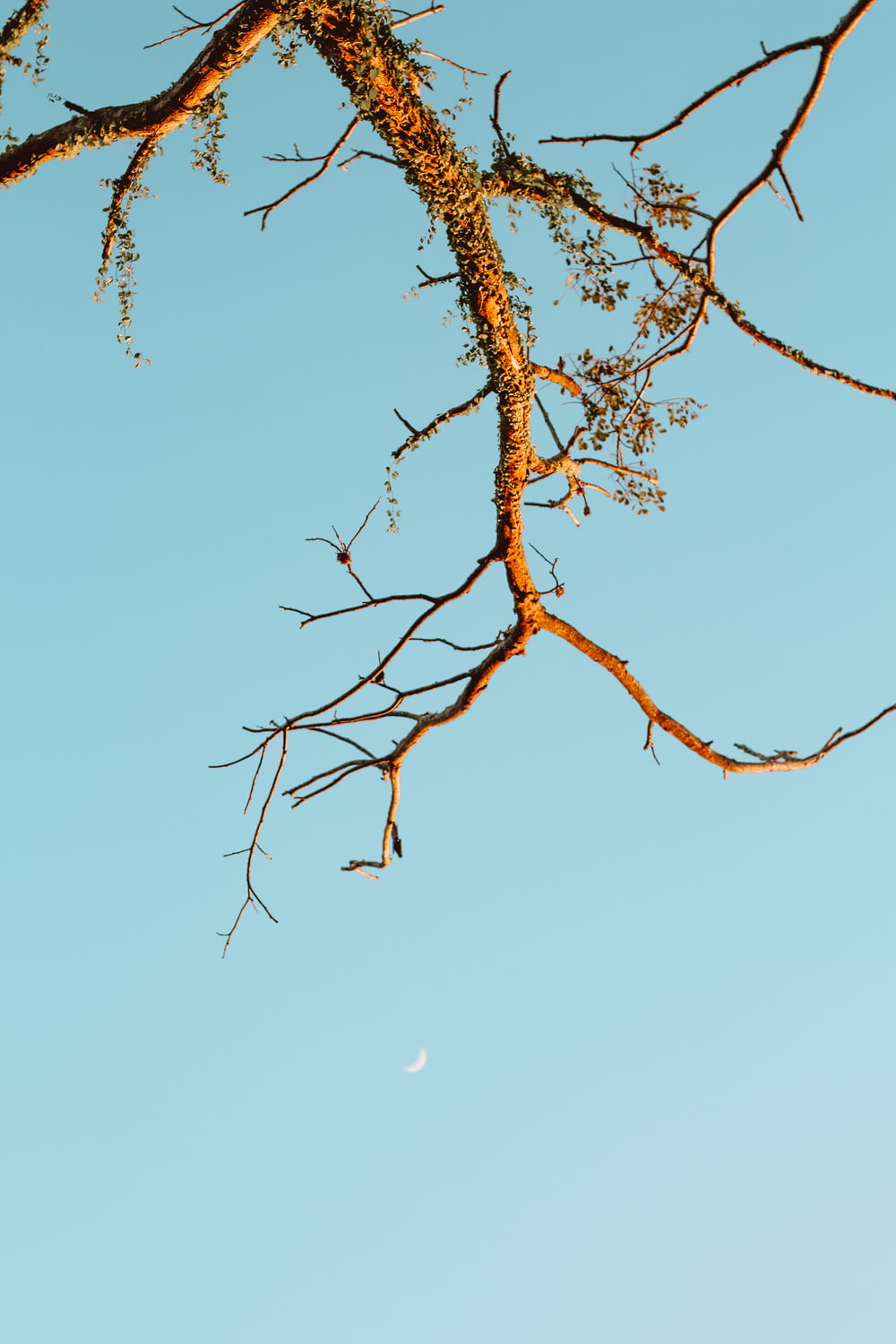 a tree branch with a half moon in the background