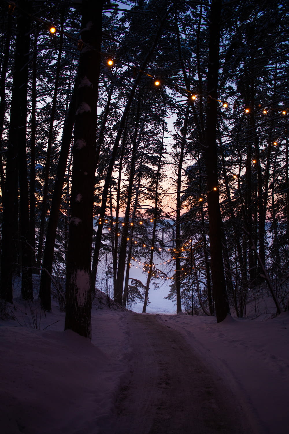 a path through a snowy forest with lights strung from the trees