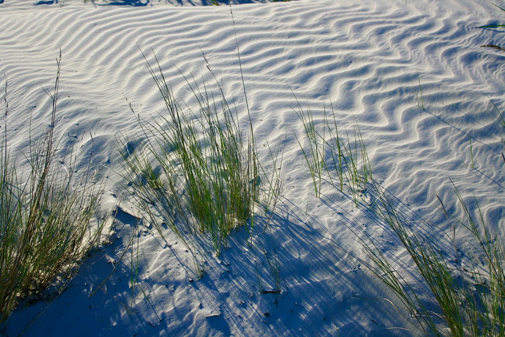 a snow covered field with grass growing in the snow