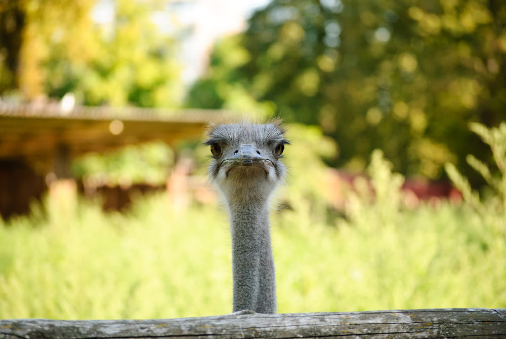 an ostrich looking over a wooden fence