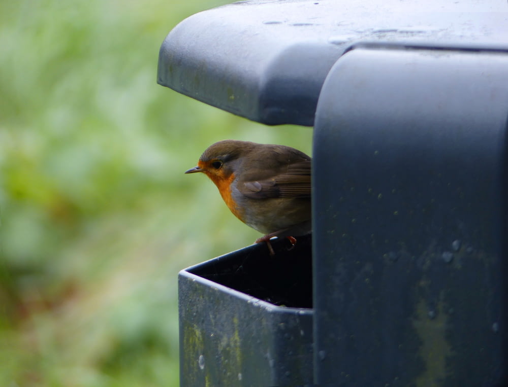 Ein kleiner Vogel sitzt auf einer Metallkiste