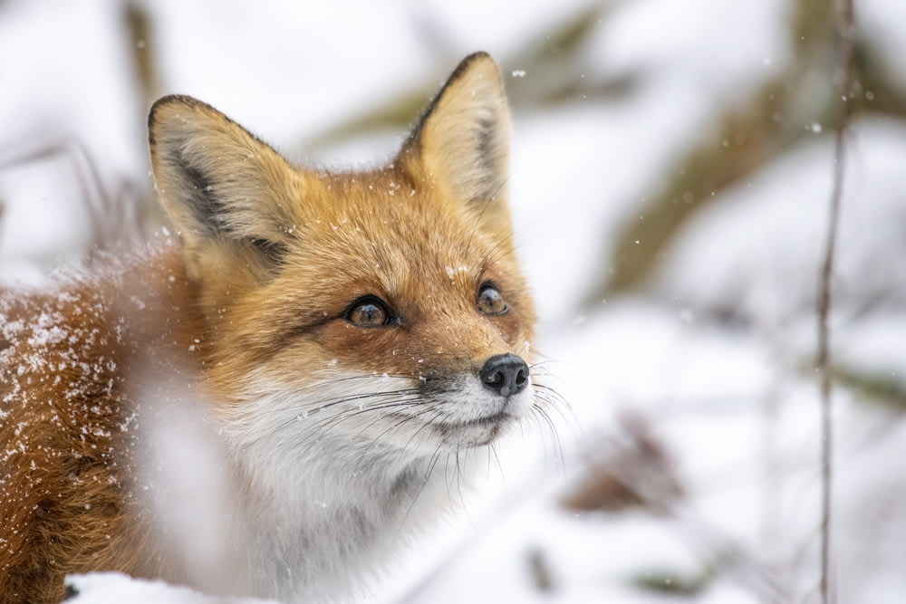 a close up of a fox in the snow