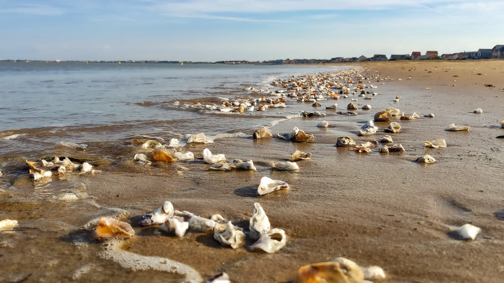 a sandy beach covered in lots of sea shells