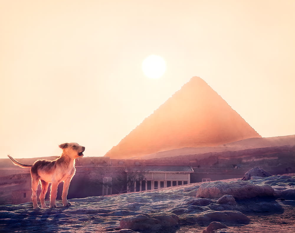 a dog standing in front of a pyramid