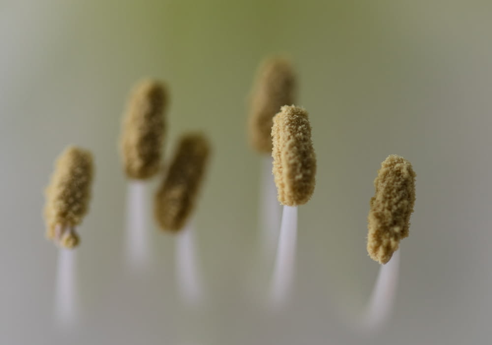 a group of four toothpicks sitting on top of each other