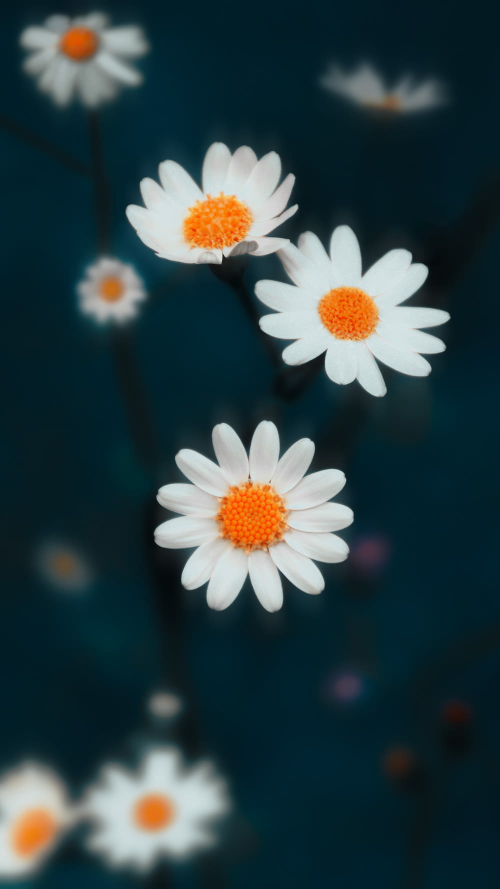 a group of white flowers floating on top of a body of water