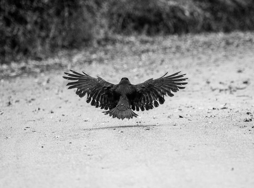 a black and white photo of a bird in flight