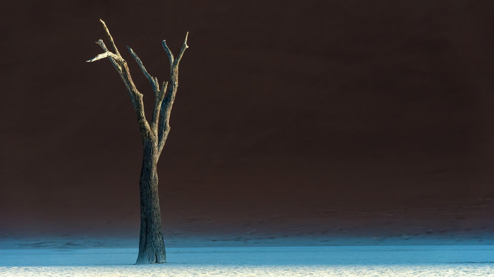 a lone tree in the middle of the desert