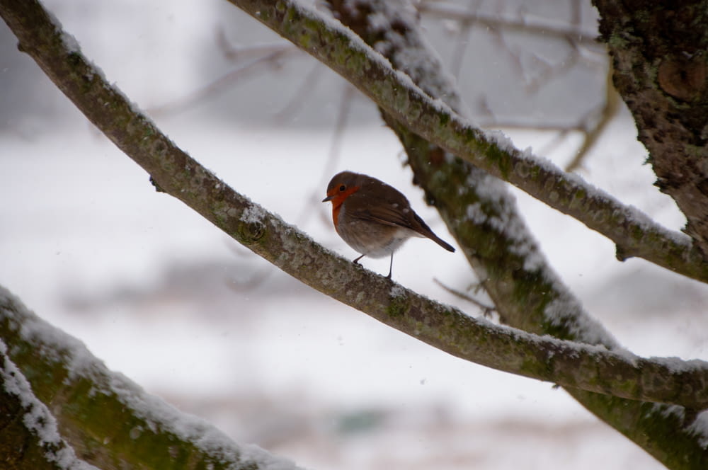 a small bird perched on a tree branch in the snow