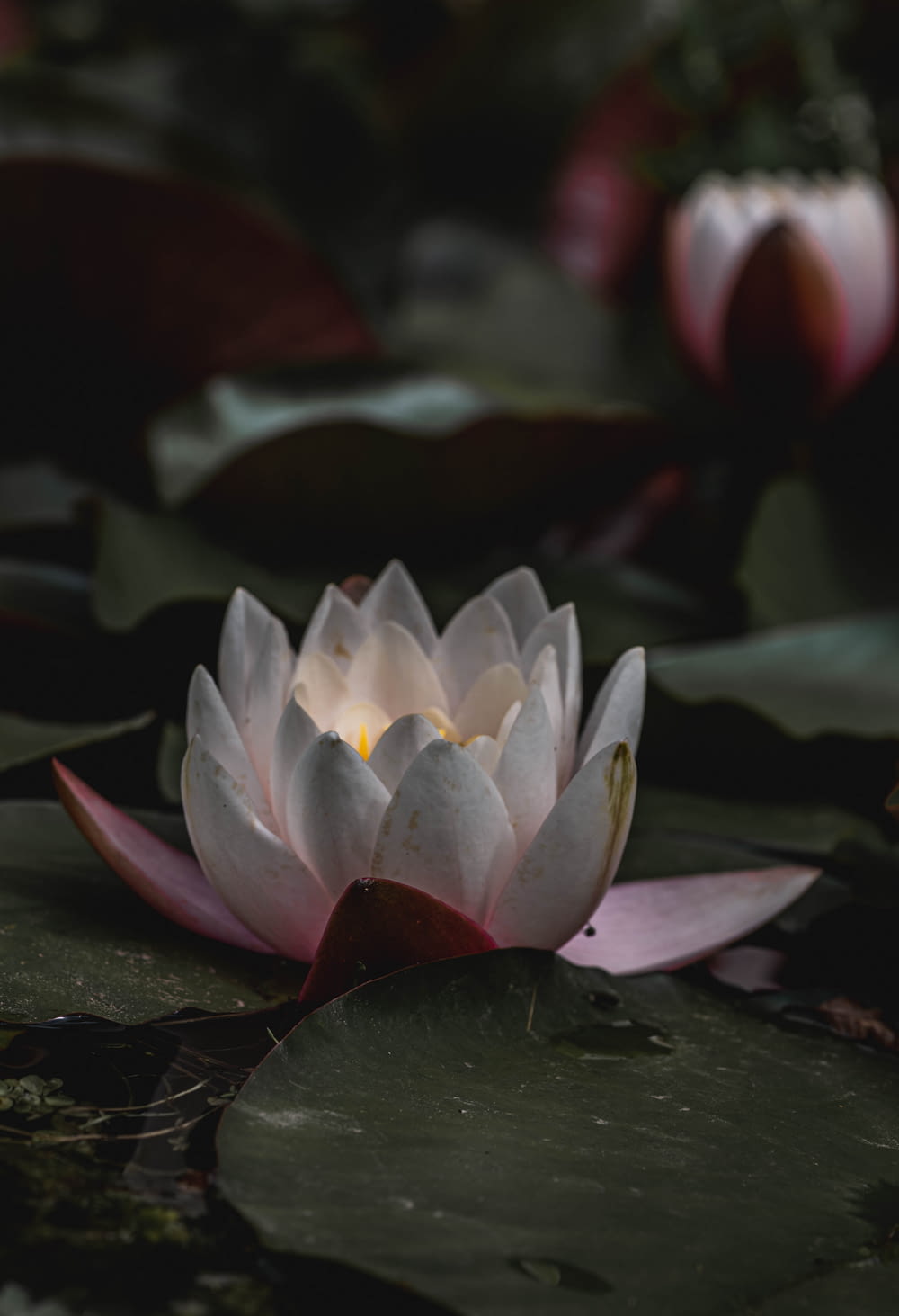 a white lotus flower sitting on top of a green leaf covered pond