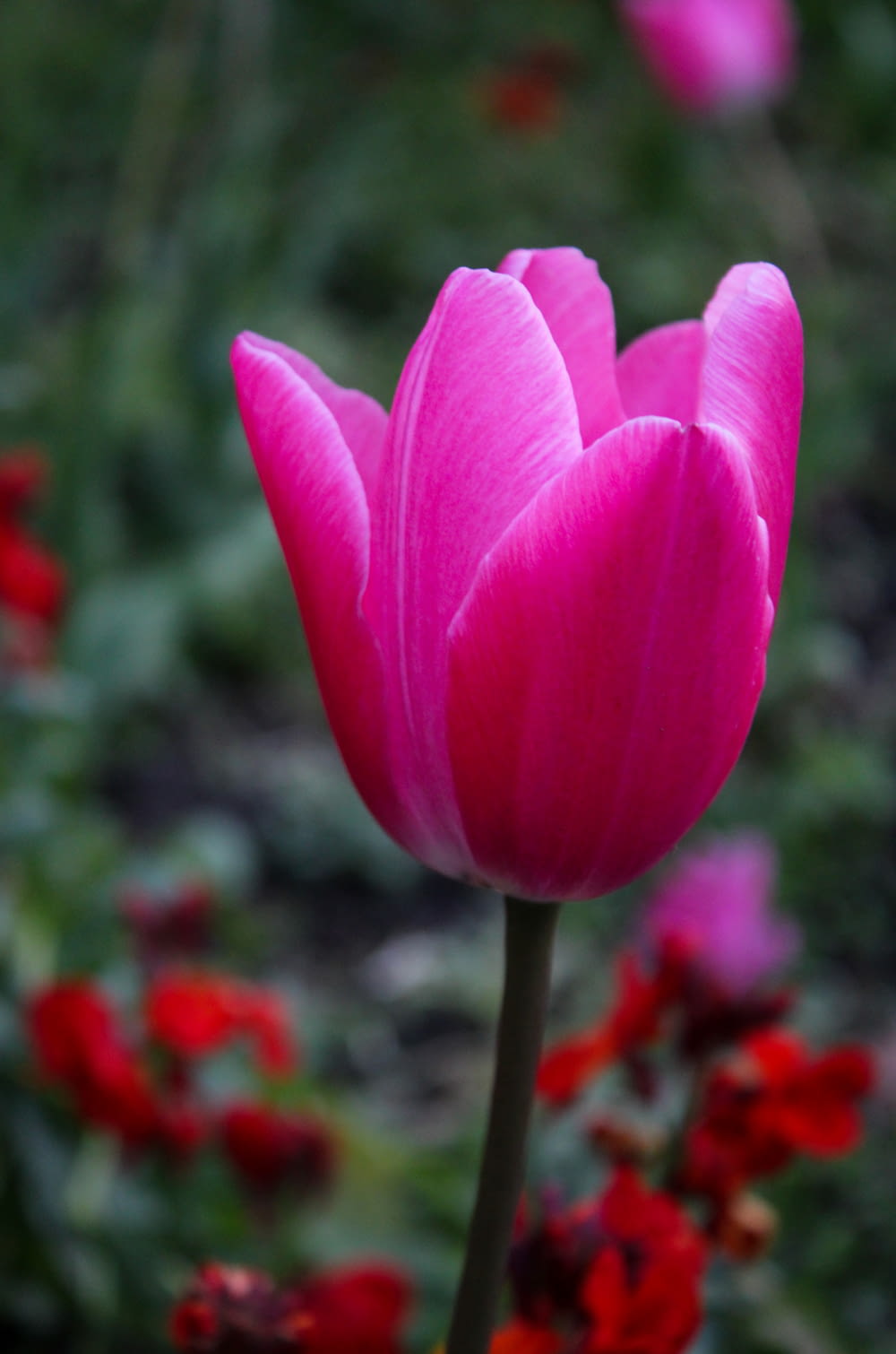 a close up of a pink flower with red flowers in the background