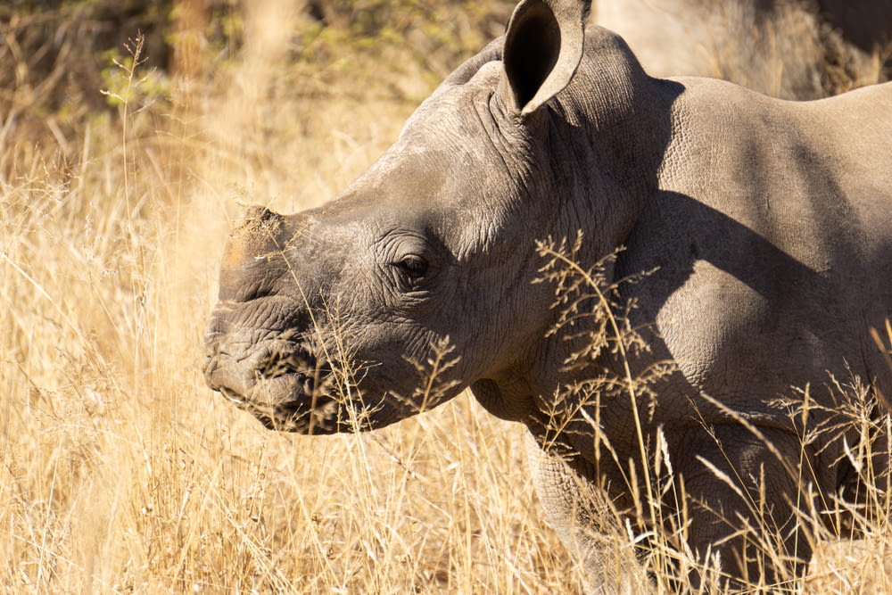Un rhinocéros debout dans un champ d’herbe sèche