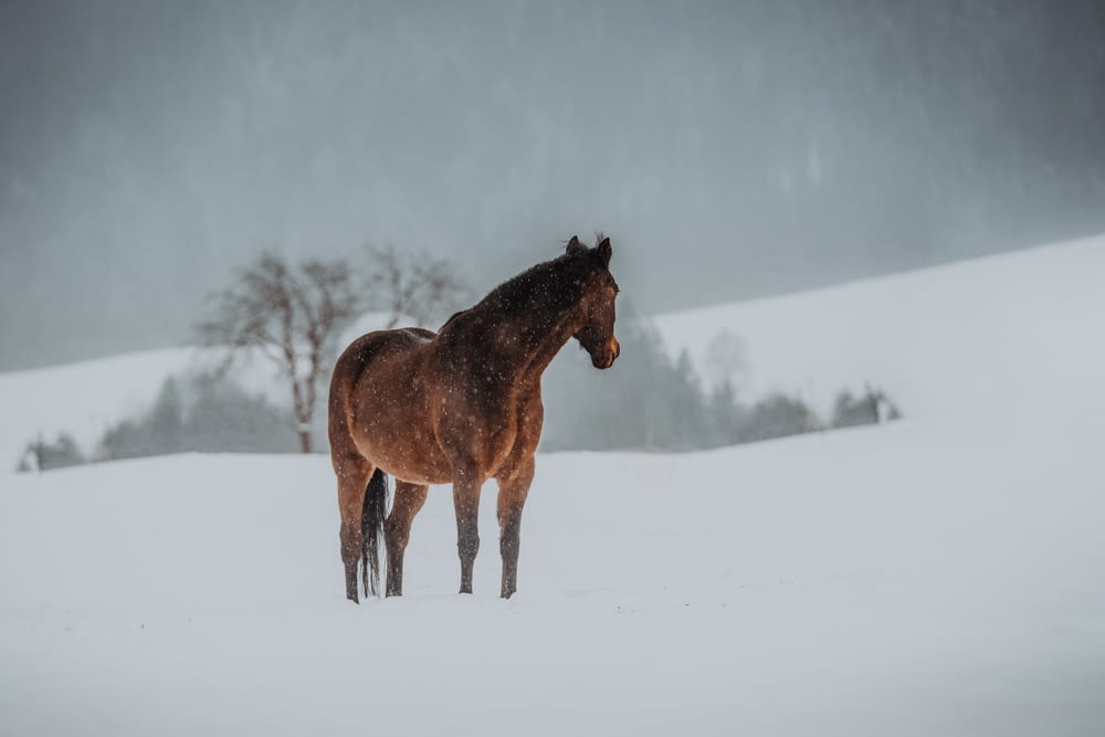 a brown horse standing in a snow covered field