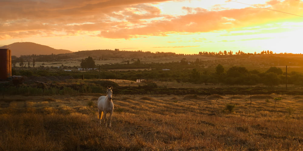 a white horse standing on top of a dry grass field