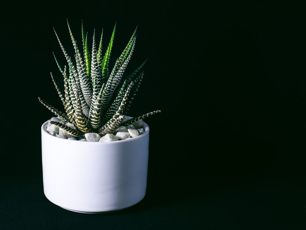 a green plant in a white pot on a black background