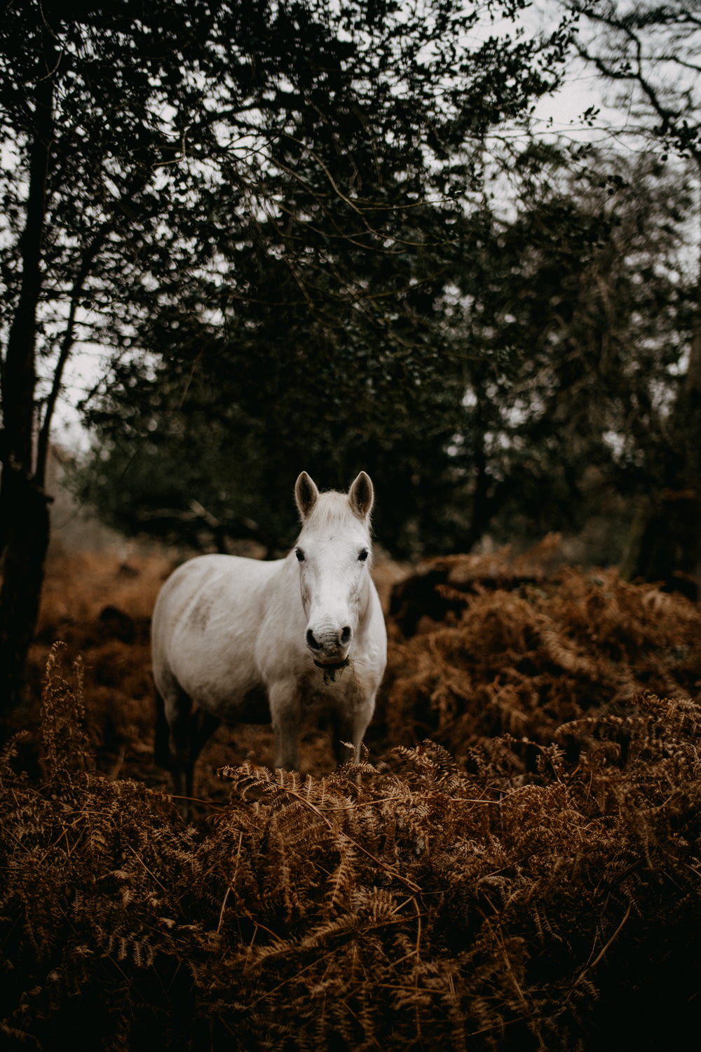 a white horse standing in the middle of a field