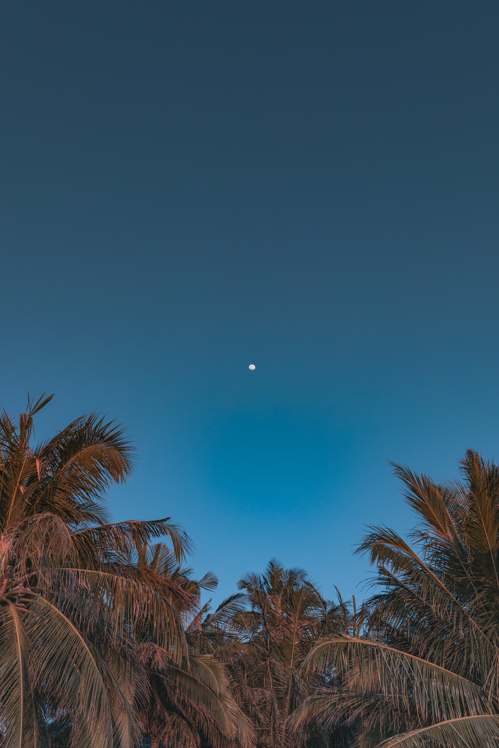 palm trees and a moon in a blue sky