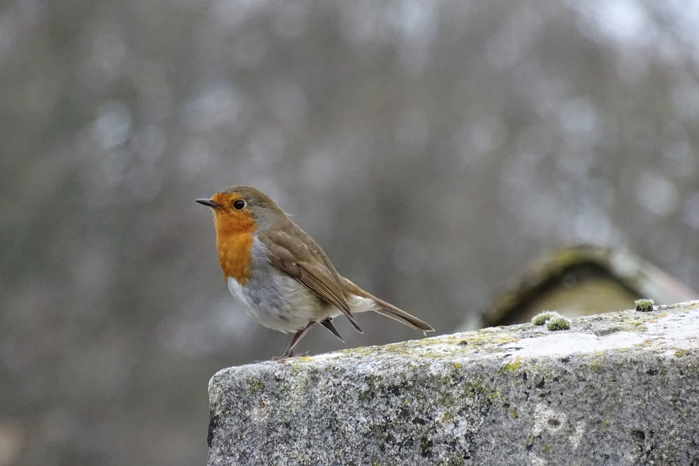 a small bird sitting on top of a stone wall
