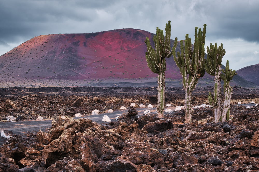 a group of cactus trees in a rocky area