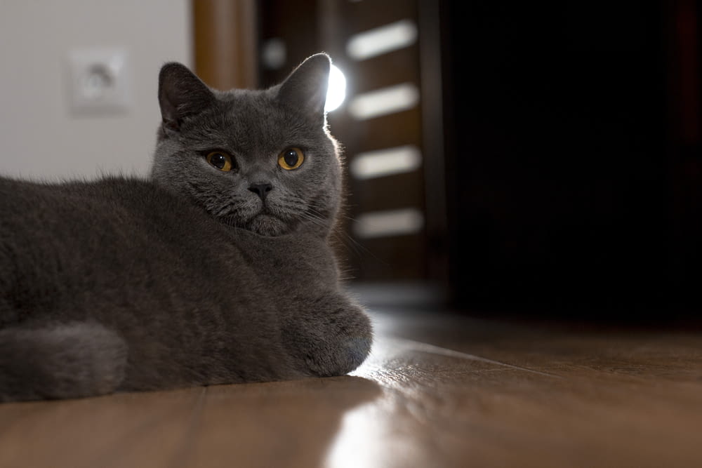 a gray cat laying on a wooden floor