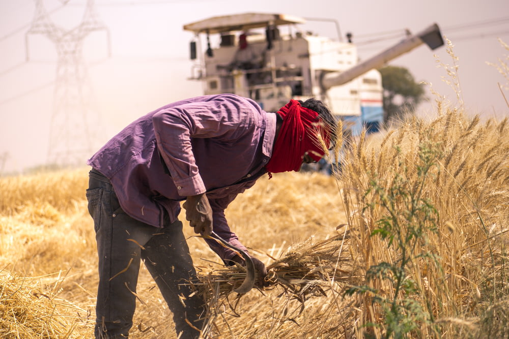 a woman in a red bandana is harvesting wheat