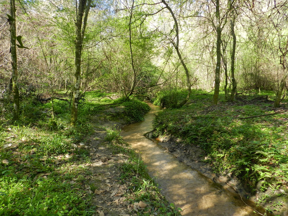 Un pequeño arroyo que atraviesa un exuberante bosque verde