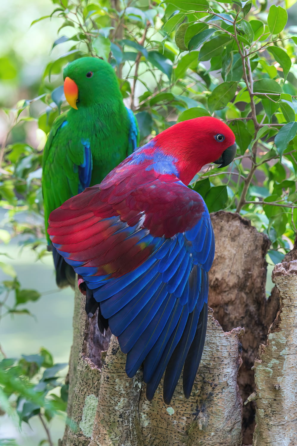 two colorful birds perched on top of a tree