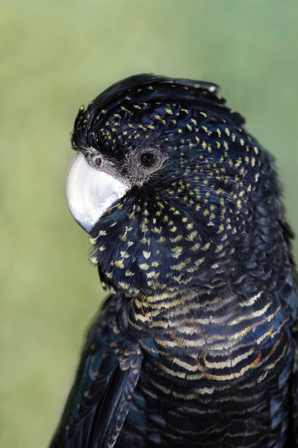 um close up de um pássaro com um fundo verde