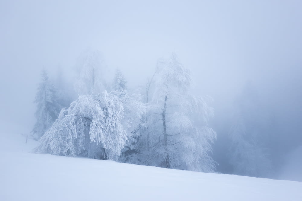 a group of trees covered in snow on a foggy day