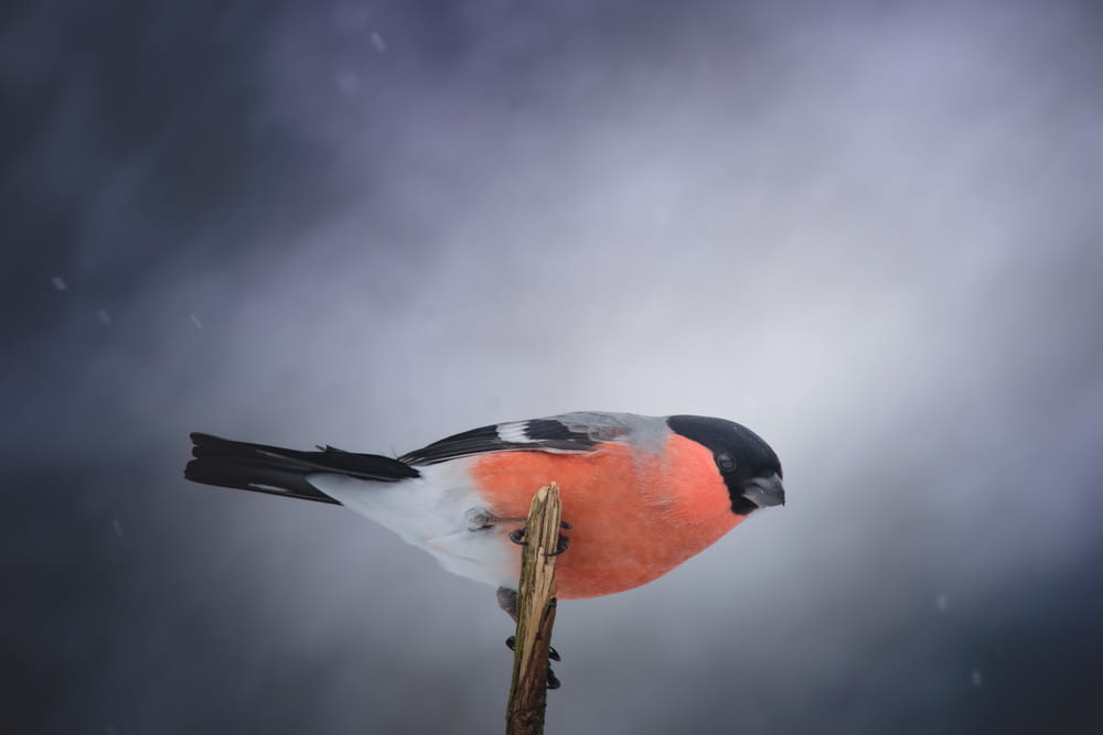 un oiseau assis sur un bâton de bois