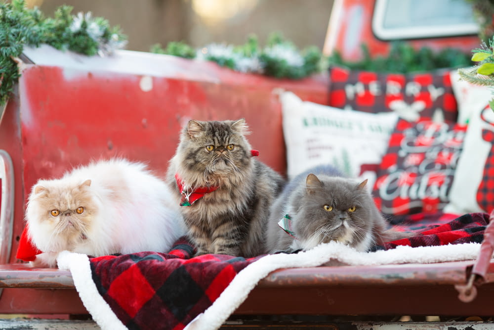 a group of cats sitting on top of a red bench