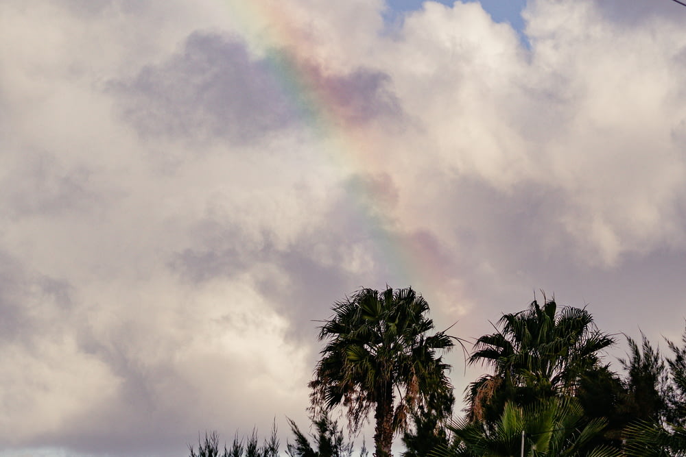 a rainbow in the sky over palm trees