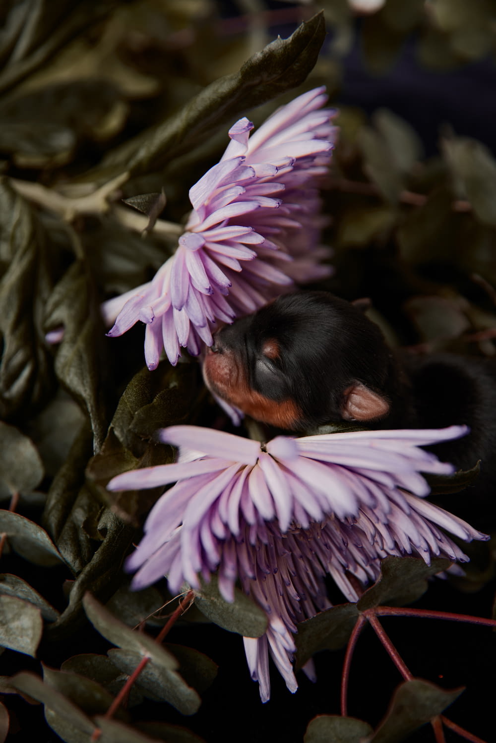a black and brown dog laying on top of a purple flower