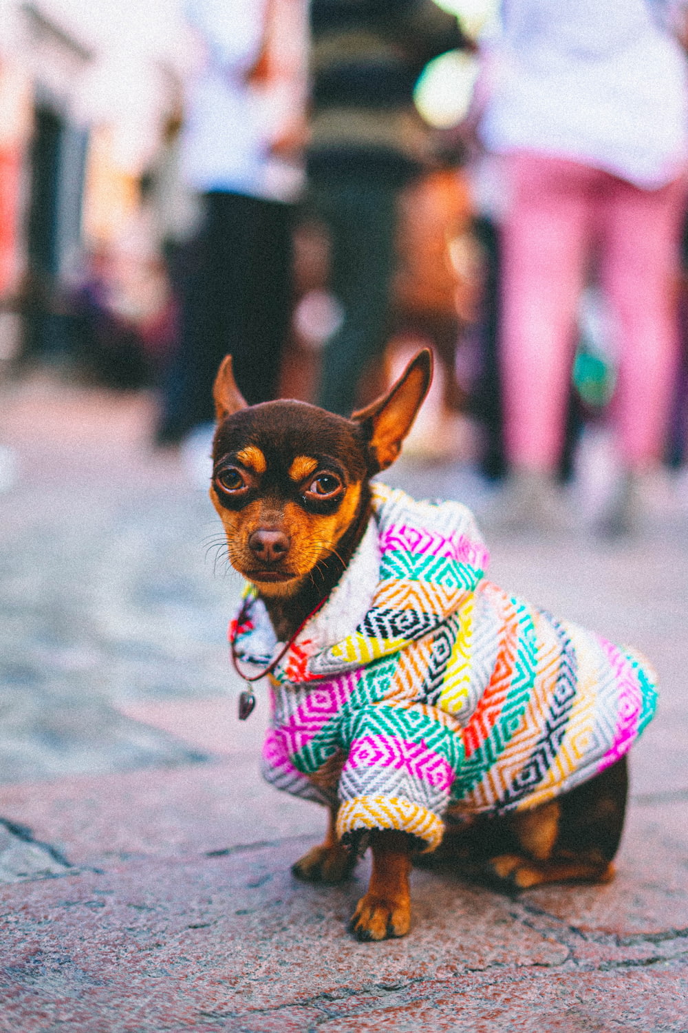 a small dog wearing a colorful coat on a street