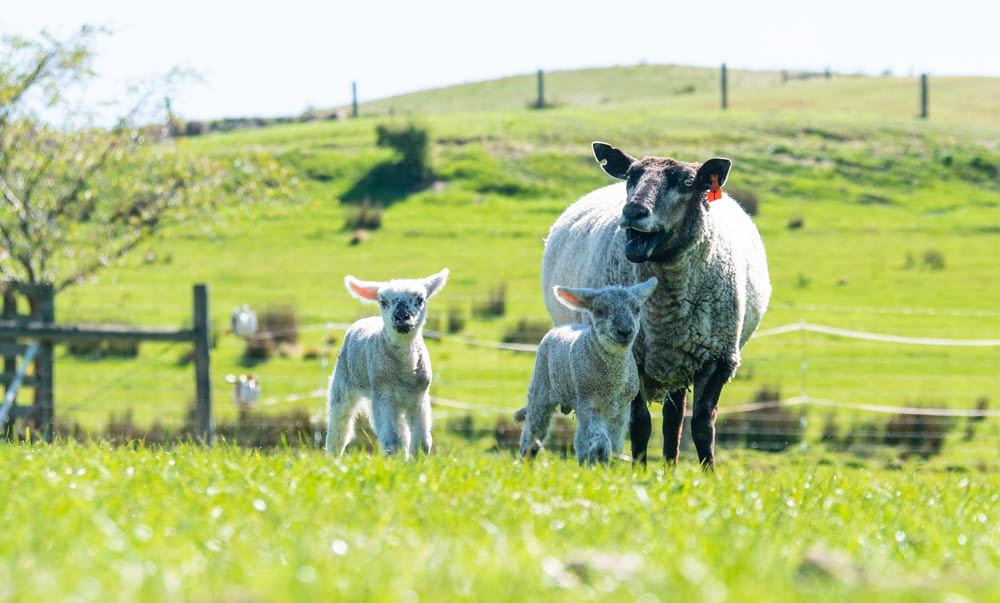 a sheep and two lambs in a grassy field